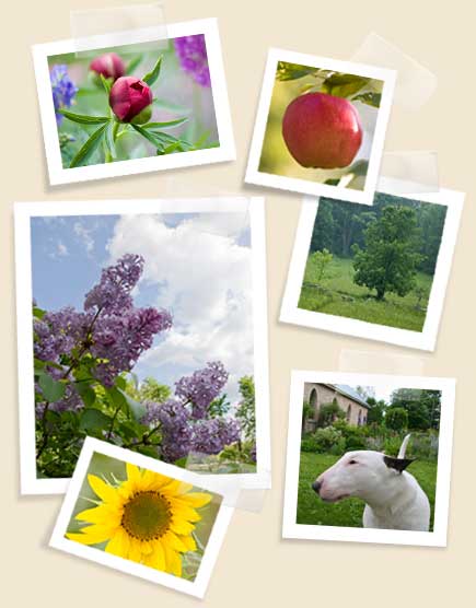 garden-pics garden-pics