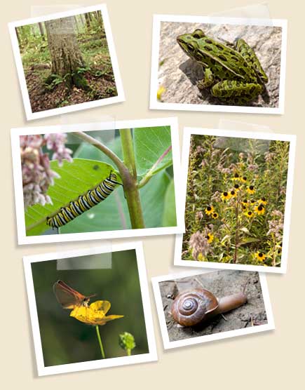 green-pics green-pics